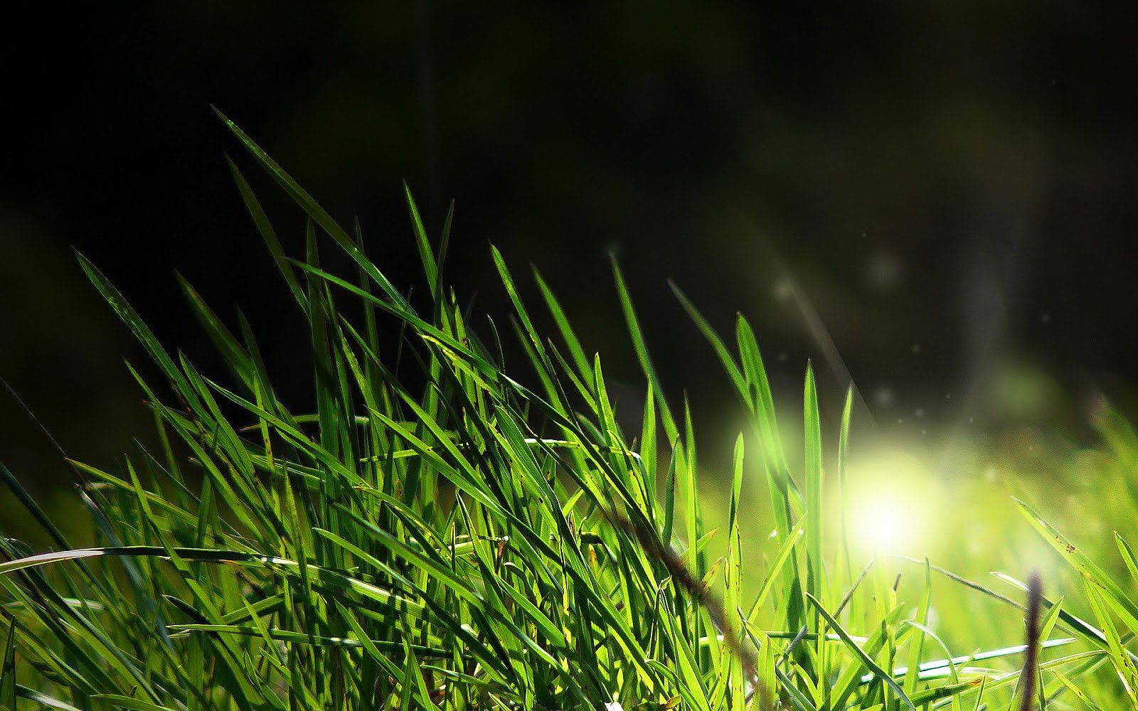 green-grass-hd-wallpaper